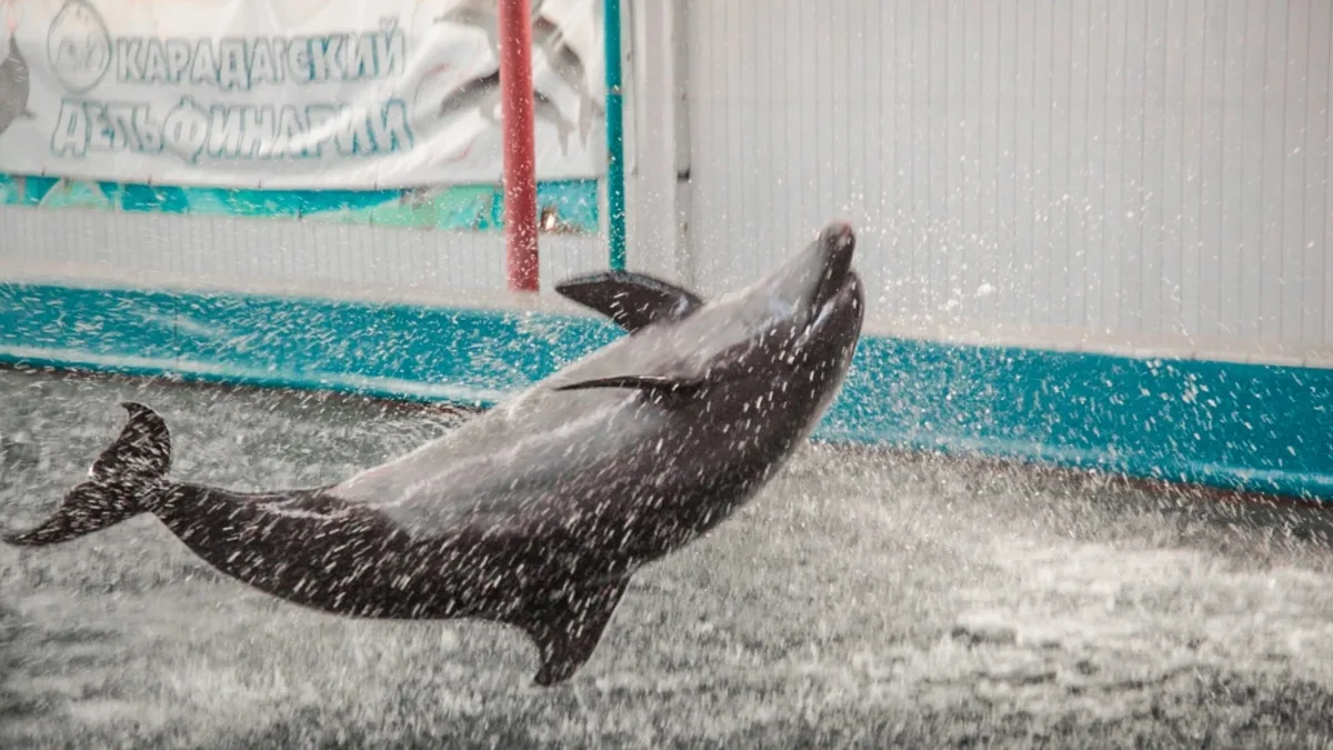 З початку лютого в Криму на берег викинулося щонайменше 6 дельфінів – російські активісти